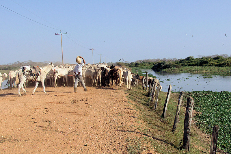 Herds of cows go along the Transpantaneira
