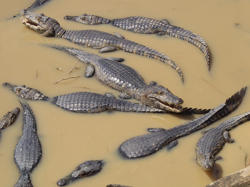 Alligators in the Pantanal