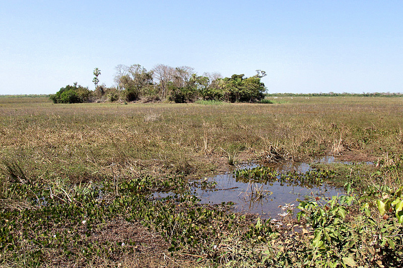 Campo and and Capão in the Pantanal
