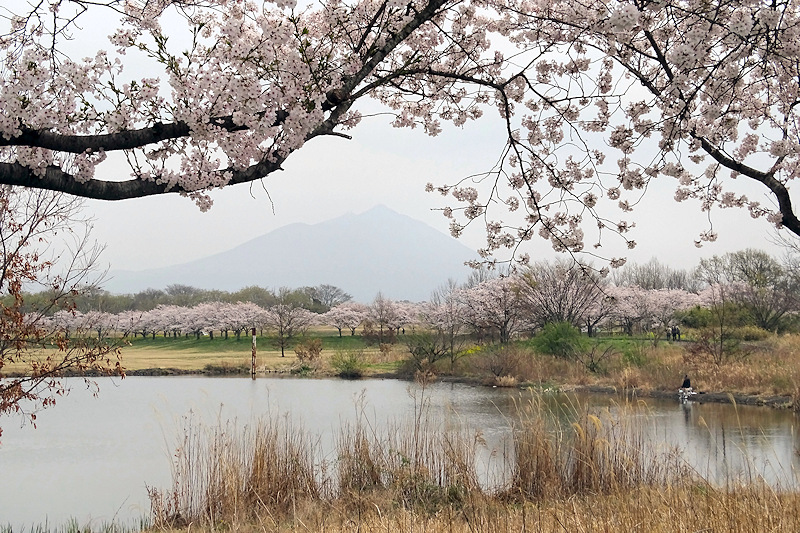 Cherry blossoms in the Hakojima Retarding Basin