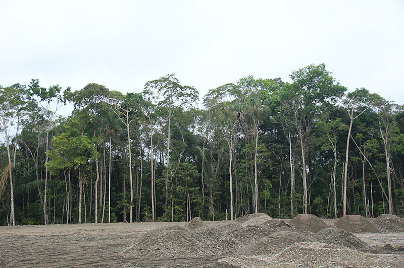 Tropical rainforest of the Selva Baja Zone, Peruvian Amazon