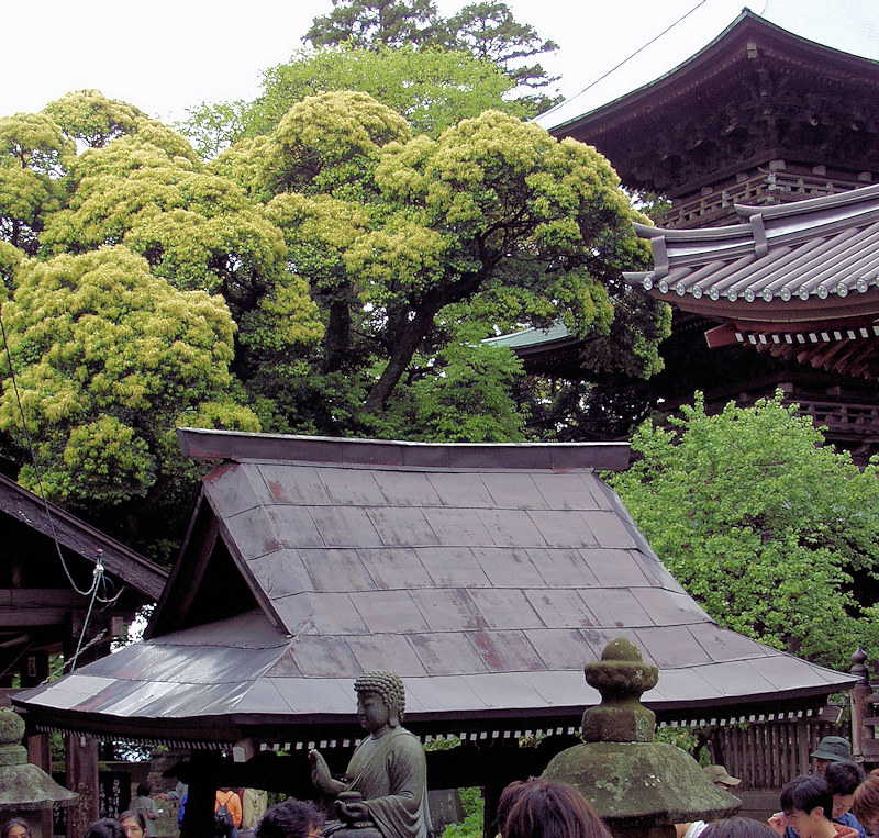 Shiiosan Yakuōin temple and <i>sudajii</i> (<i>Castanopsis sieboldii</i>) tree