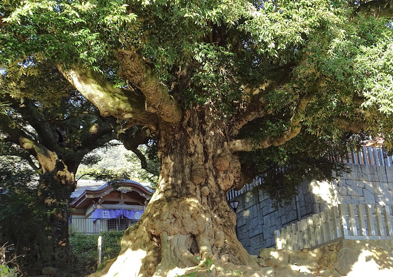 Old Sudajii tree in Ohmido Temple