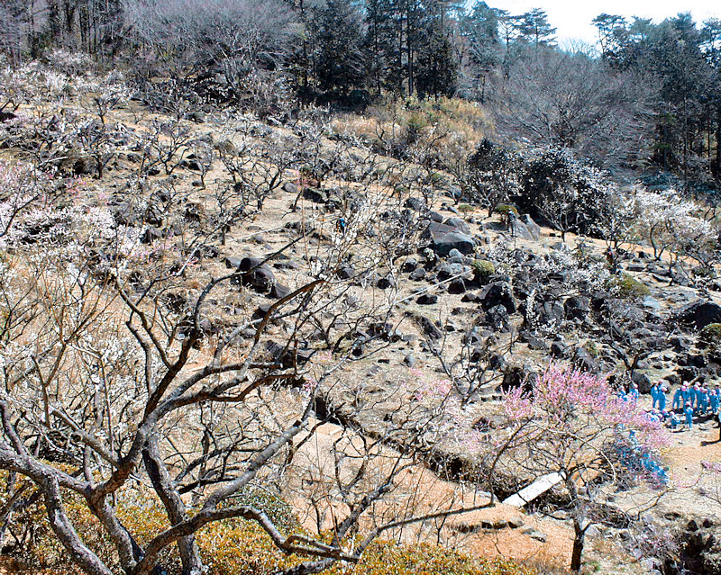 岩塊が散在する筑波山梅林