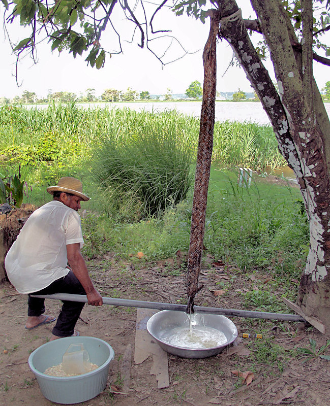 氾濫原農民のカカオ豆生産