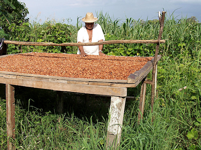 氾濫原農民のカカオ豆生産