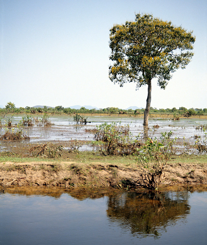 The Pantanal where the water began to draw