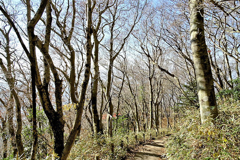 筑波山頂付近に見られるブナ林