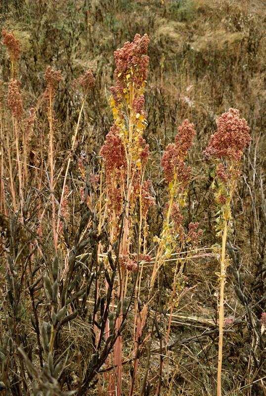 Quinoa grown high in the Peruvian Andes