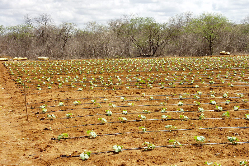 >熱帯半乾燥気候のアポジ台地におけるメロン栽培
